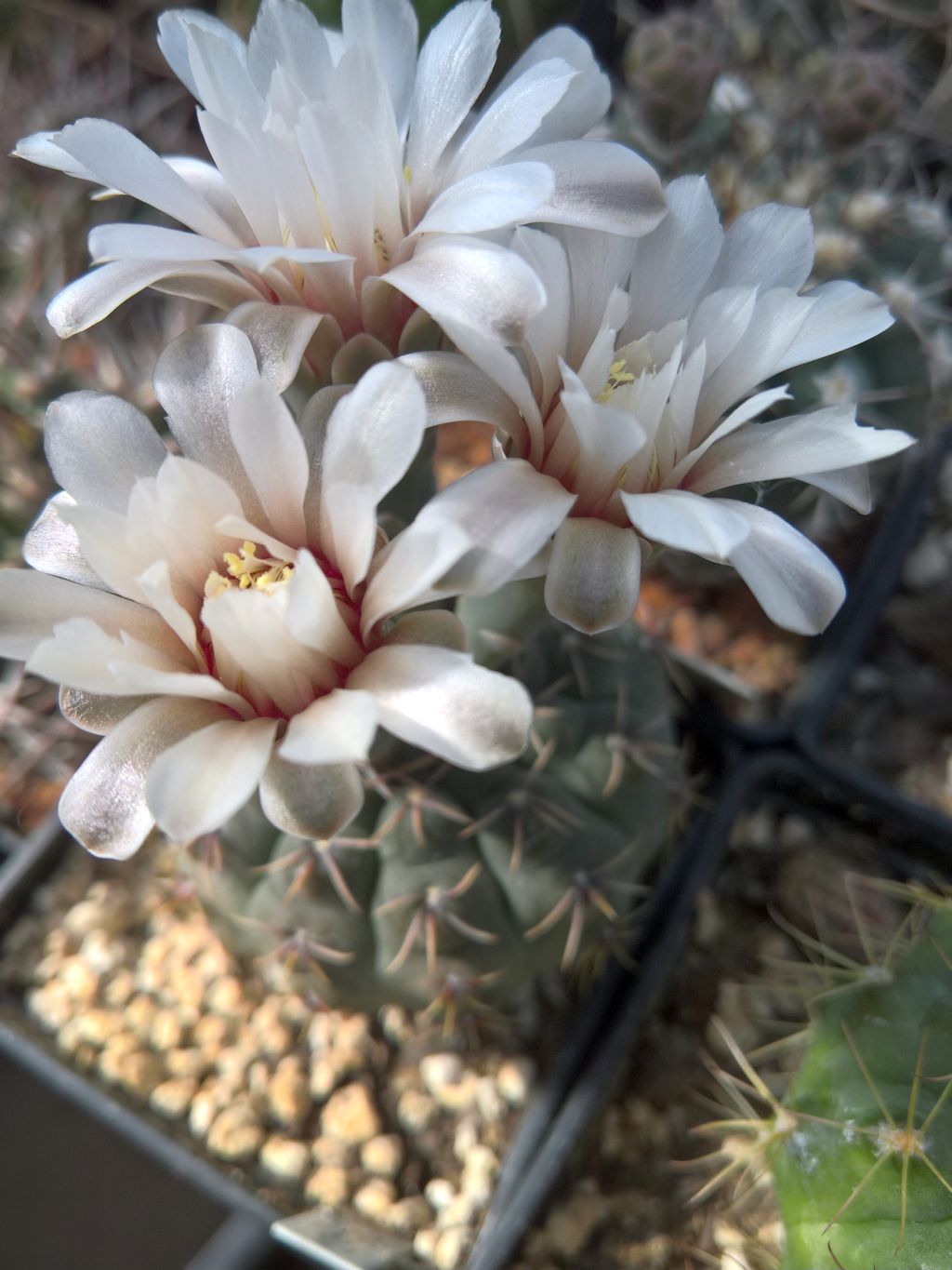 Gymnocalycium quehlianum cv hennisii